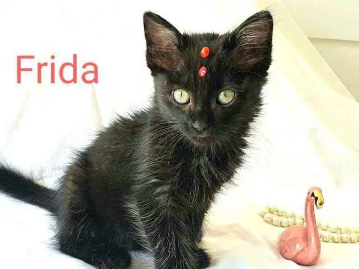 Gato ra a  idade Abaixo de 2 meses nome Frida  ( filhote)