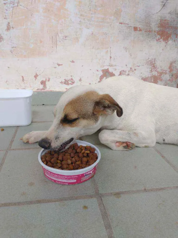 Cachorro raça Vira lata idade 2 anos nome Bela