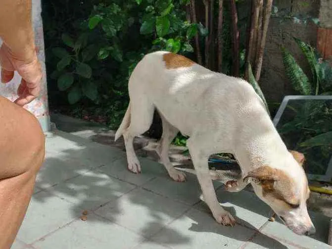Cachorro raça Vira lata idade 2 anos nome Bela