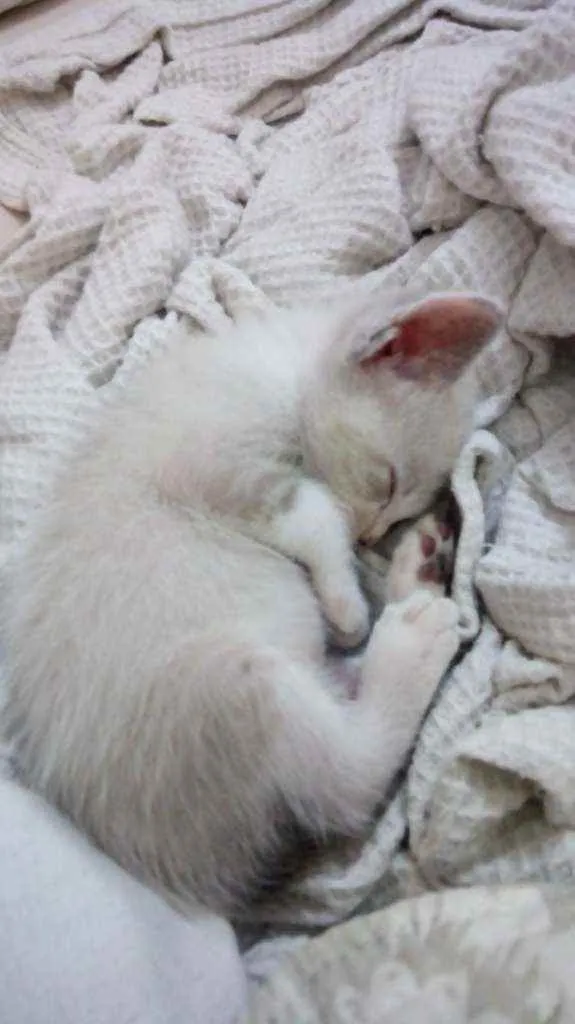 Gato ra a Srd idade Abaixo de 2 meses nome Cláudio 