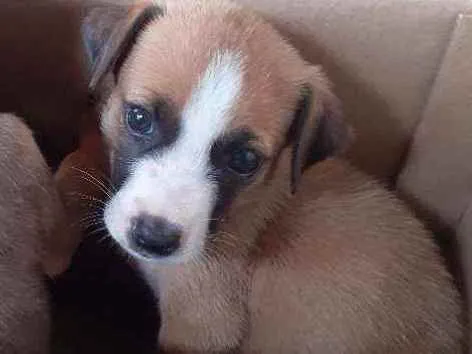 Cachorro ra a Desconhecida idade Abaixo de 2 meses nome Ártemis 
