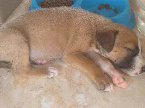 Cachorro ra a Desconhecida idade Abaixo de 2 meses nome Ártemis 