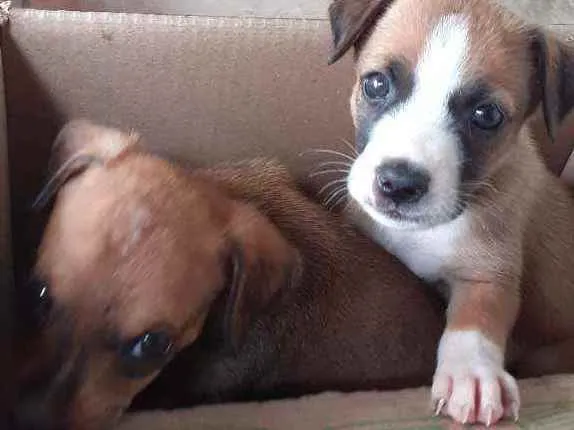 Cachorro ra a Desconhecida idade Abaixo de 2 meses nome Ártemis 