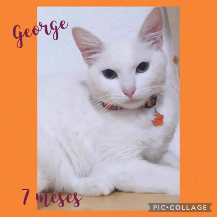 Gato ra a Srd idade 7 a 11 meses nome George 
