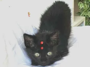 Gato raça  idade Abaixo de 2 meses nome Frida  ( filhote)