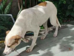 Cachorro raça Vira lata idade 2 anos nome Bela