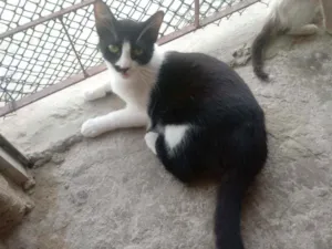 Gato raça Srd idade 7 a 11 meses nome Frajola
