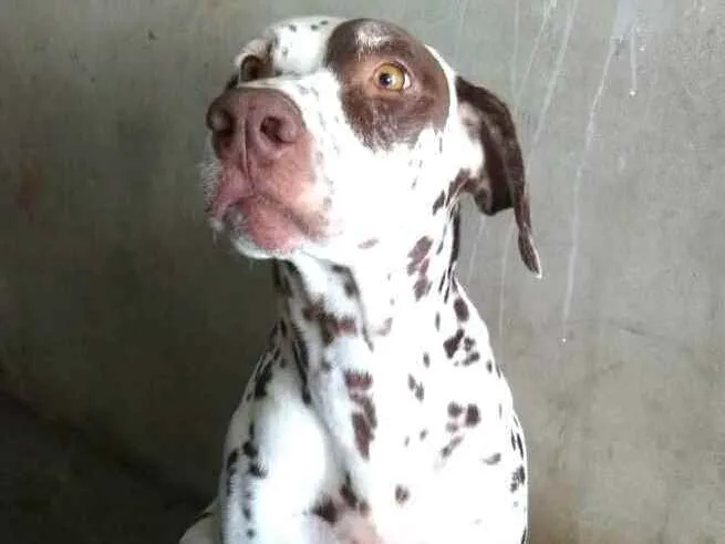 Cachorro raça Dálmata  idade 5 anos nome Nutella 
