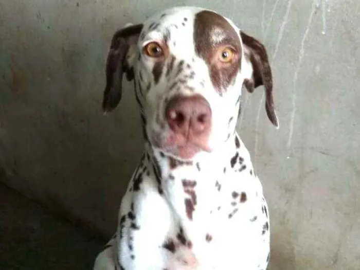 Cachorro raça Dálmata  idade 5 anos nome Nutella 