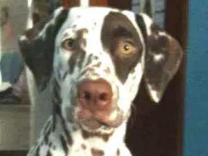 Cachorro raça Dálmata  idade 5 anos nome Nutella 