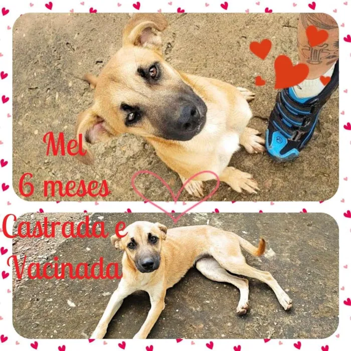 Cachorro raça SRD idade 2 a 6 meses nome Mel