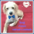 Benji