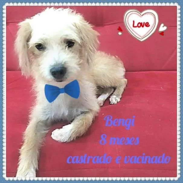 Cachorro raça SRD-ViraLata idade 7 a 11 meses nome Benji