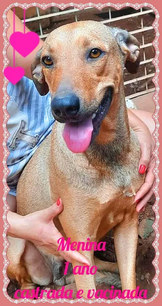 Cachorro raça SRD-ViraLata idade 1 ano nome Menina