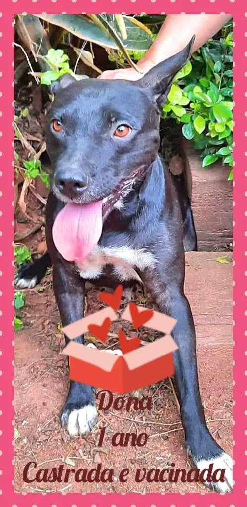 Cachorro raça SRD-ViraLata idade 1 ano nome Dona