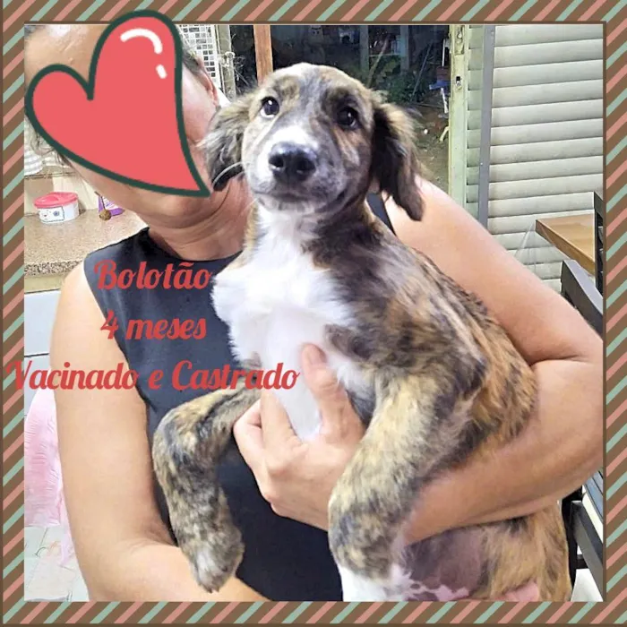 Cachorro raça SRD-ViraLata idade 2 a 6 meses nome Bolotão