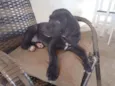 Apolo