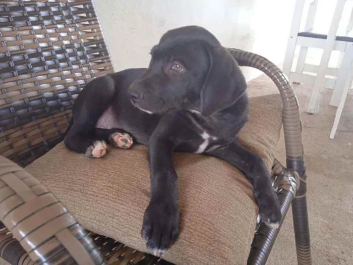 Cachorro raça Fila idade 2 a 6 meses nome Apolo