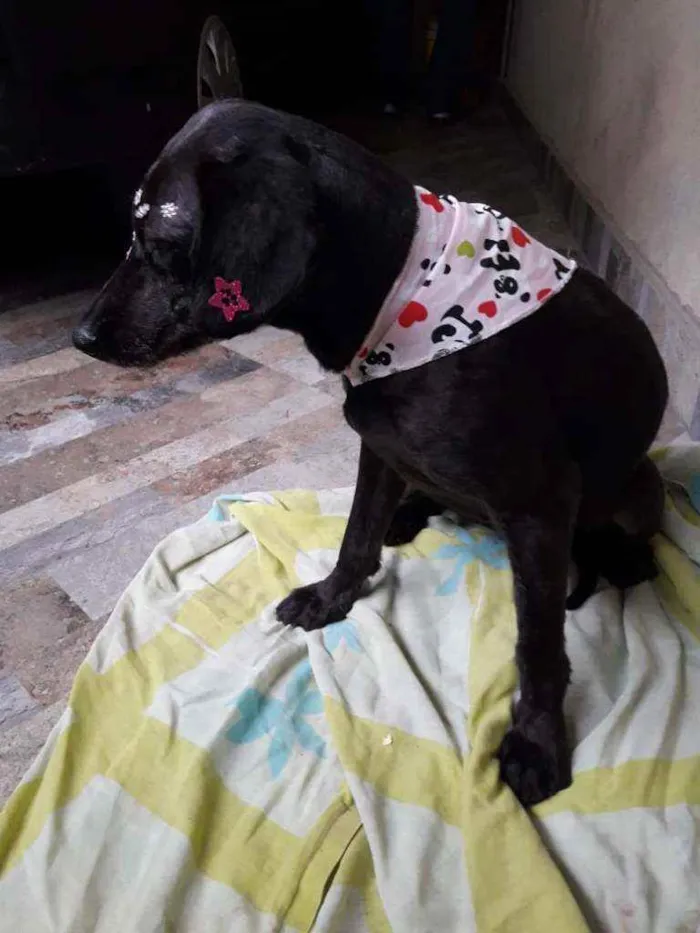 Cachorro raça Srd idade 2 anos nome Gavola