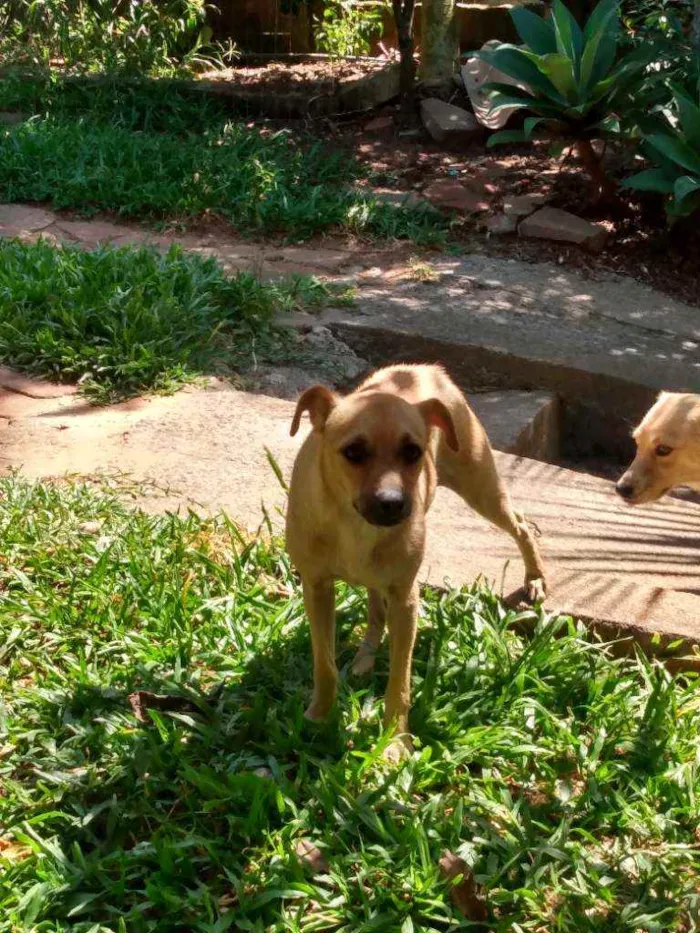 Cachorro ra a Vira lata idade 2 anos nome S/ nome 