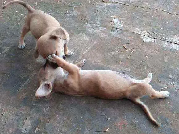 Cachorro ra a Vira lata idade Abaixo de 2 meses nome Vira