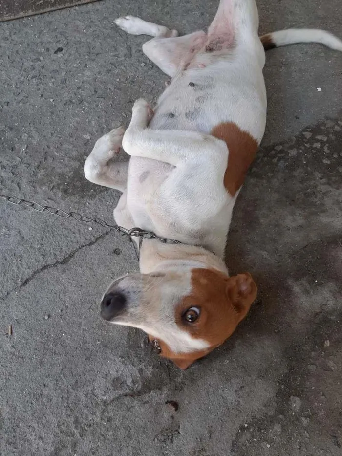 Cachorro ra a srd idade 1 ano nome Menina