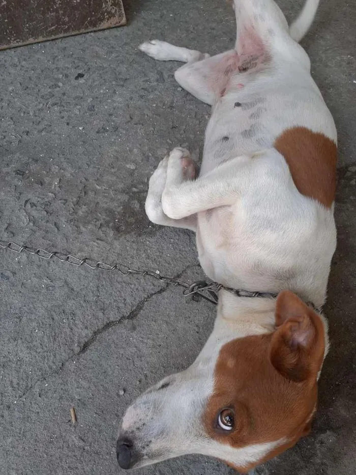 Cachorro ra a srd idade 1 ano nome Menina