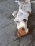 Menina