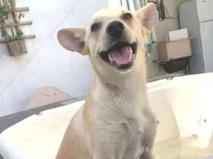 Cachorro raça srd idade 1 ano nome Pingo