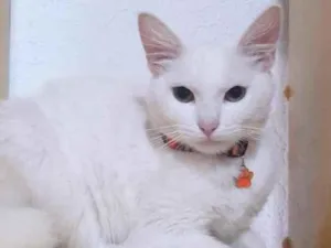 Gato raça Srd idade 7 a 11 meses nome George 