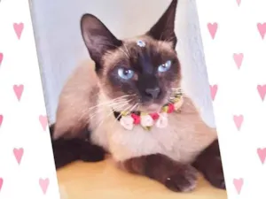 Gato raça Sialata idade 2 anos nome Safira 