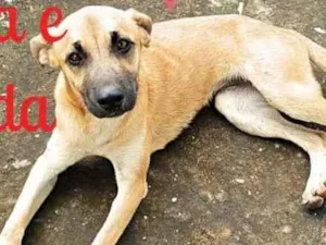 Cachorro raça SRD idade 2 a 6 meses nome Mel