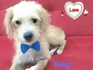 Cachorro raça SRD-ViraLata idade 7 a 11 meses nome Benji