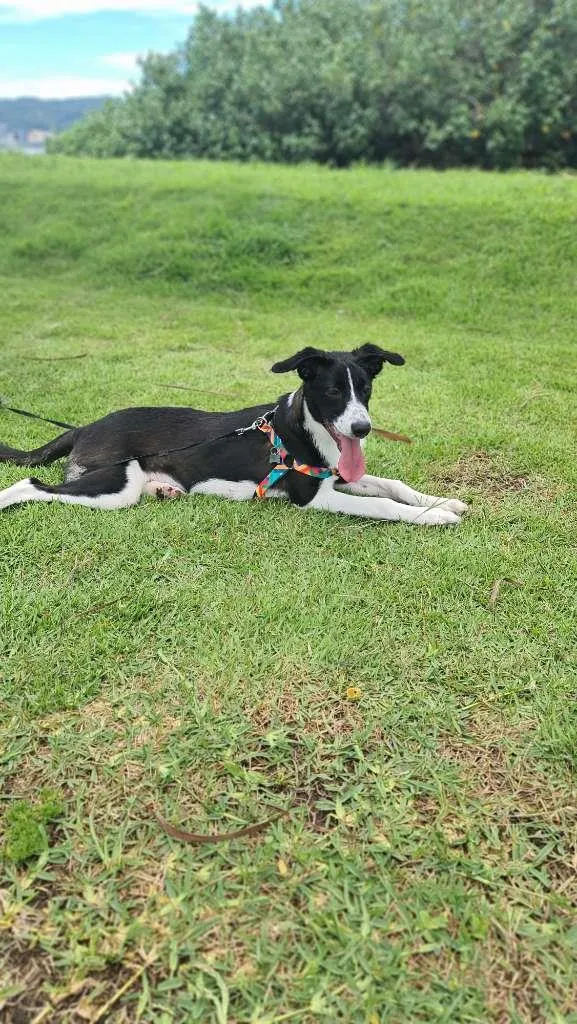 Cachorro ra a border collie idade 7 a 11 meses nome Chloe