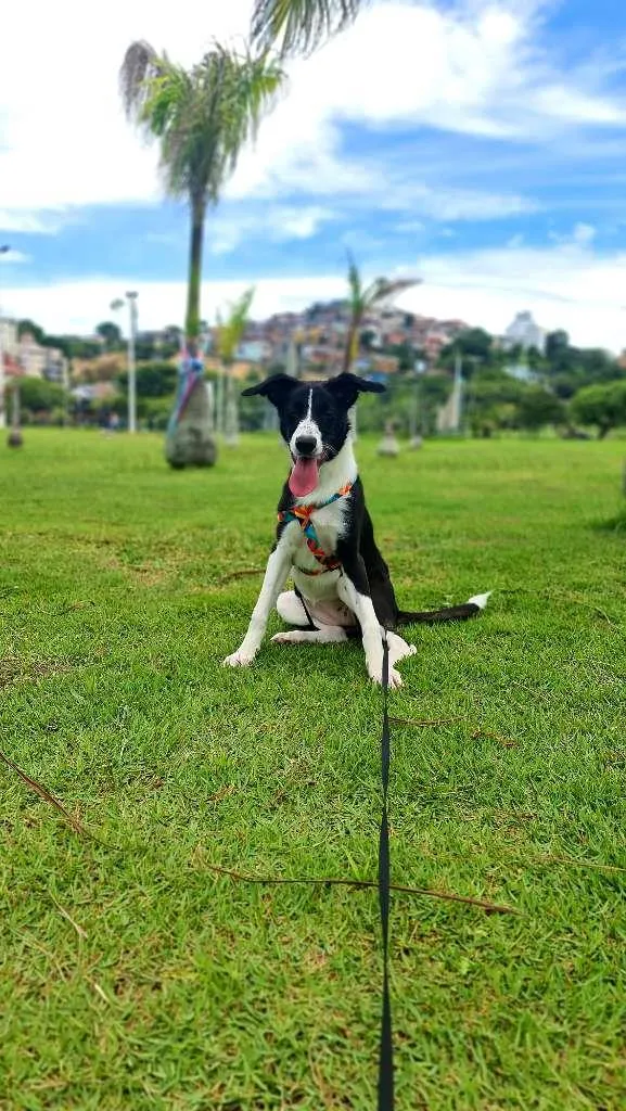 Cachorro ra a border collie idade 7 a 11 meses nome Chloe