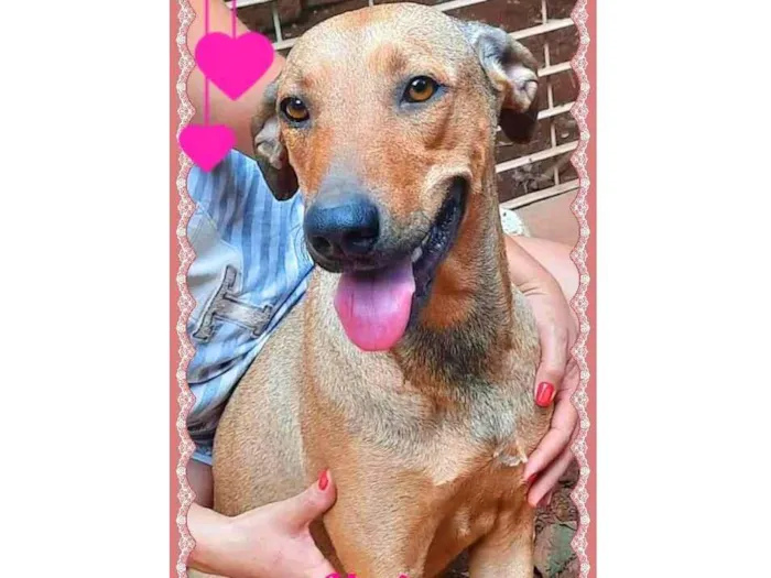 Cachorro raça SRD-ViraLata idade 1 ano nome Menina