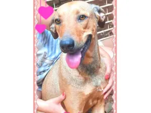 Cachorro raça SRD-ViraLata idade 1 ano nome Menina