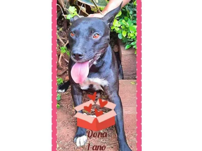 Cachorro raça SRD-ViraLata idade 1 ano nome Dona