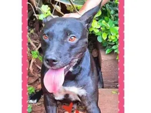 Cachorro raça SRD-ViraLata idade 1 ano nome Dona