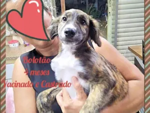 Cachorro raça SRD-ViraLata idade 2 a 6 meses nome Bolotão