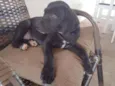 Apolo