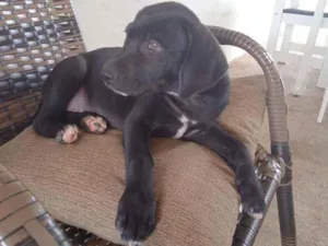 Cachorro raça Fila idade 2 a 6 meses nome Apolo