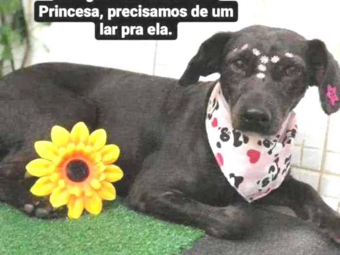 Cachorro raça Srd idade 2 anos nome Gavola