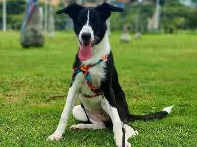 Cachorro ra a border collie idade 7 a 11 meses nome Chloe