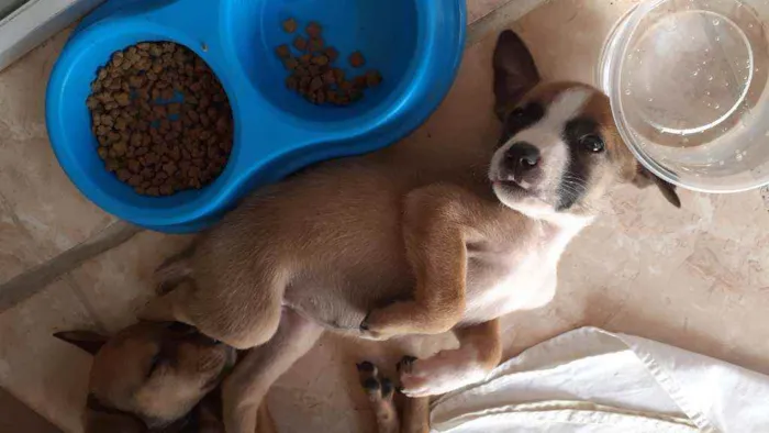 Cachorro ra a Desconhecida idade Abaixo de 2 meses nome Ártemis 