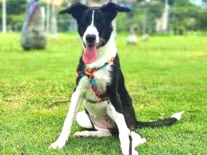 Cachorro ra a border collie idade 7 a 11 meses nome Chloe