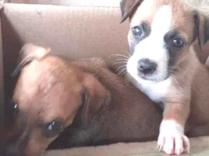 Cachorro raça Desconhecida idade Abaixo de 2 meses nome Ártemis 
