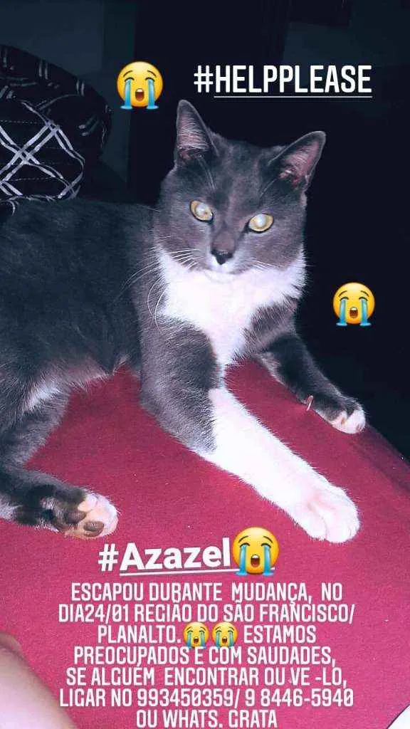 Gato ra a SRD idade 2 anos nome Azazel