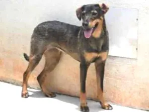 Cachorro raça Vira lata  idade 1 ano nome Mary