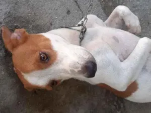 Cachorro raça srd idade 1 ano nome Menina